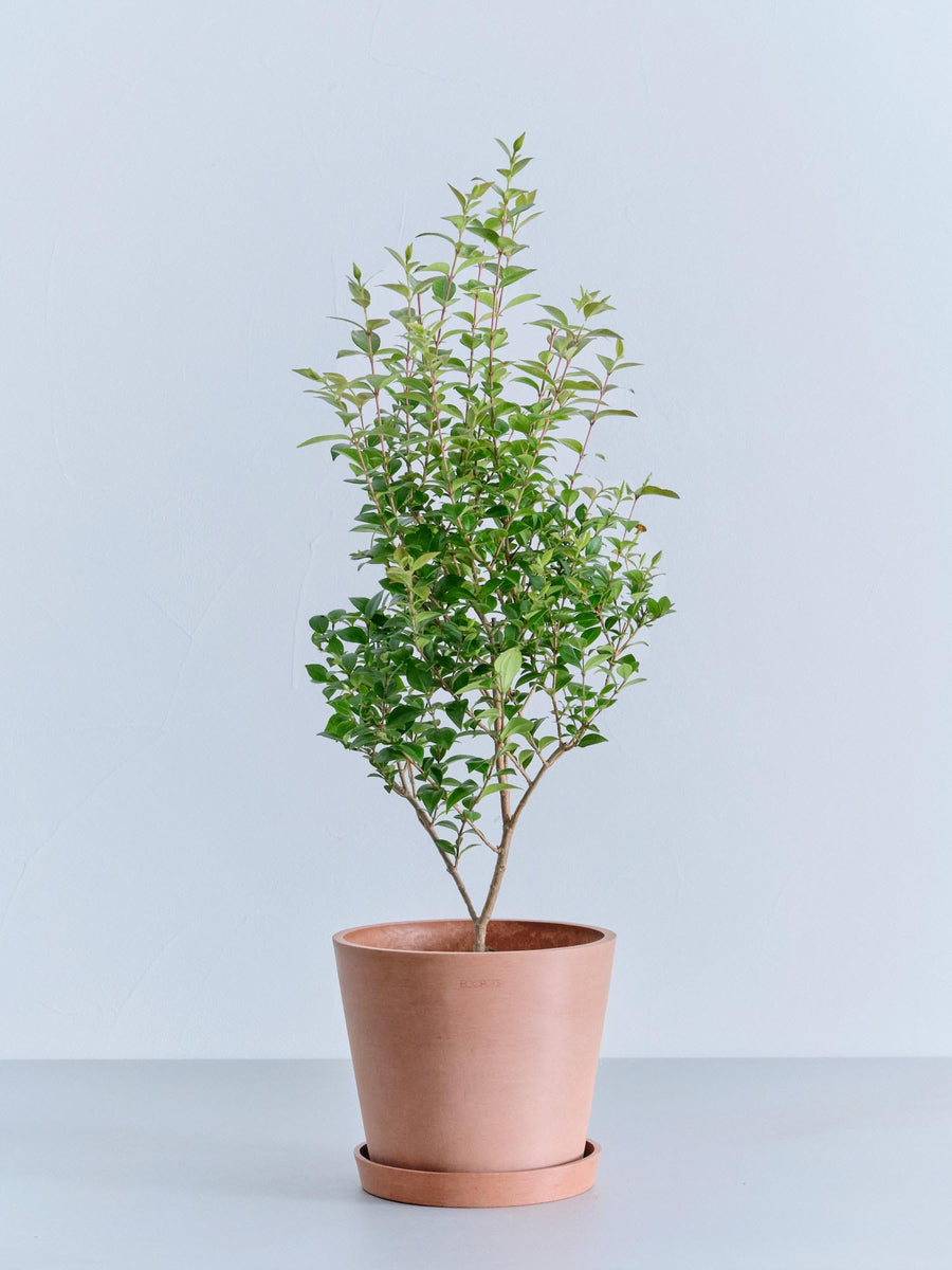 シナモン | 観葉植物の通販 AND PLANTS (アンドプランツ)