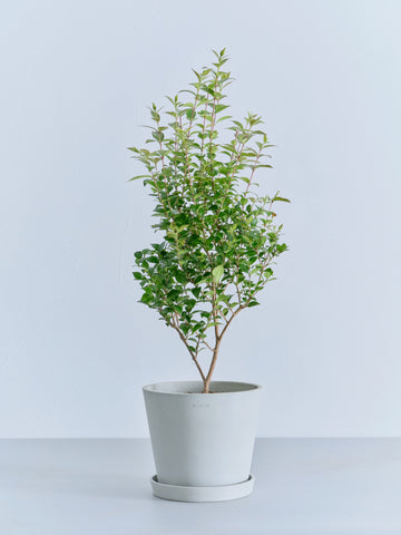 シナモンマートル S