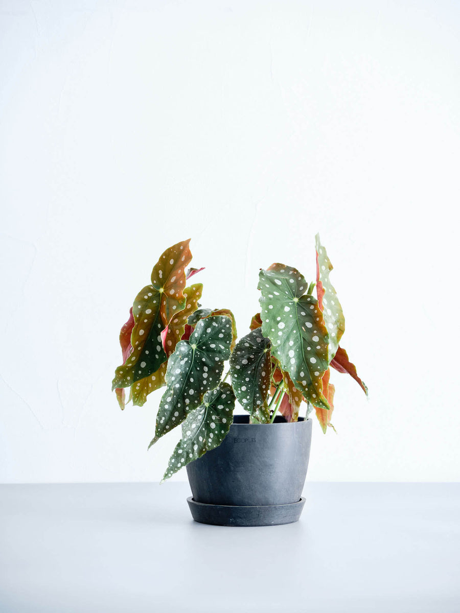 ベゴニア・マクラータ | 観葉植物の通販 AND PLANTS (アンドプランツ)
