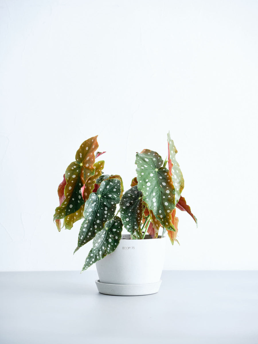 ベゴニア・マクラータ | 観葉植物の通販 AND PLANTS (アンドプランツ)