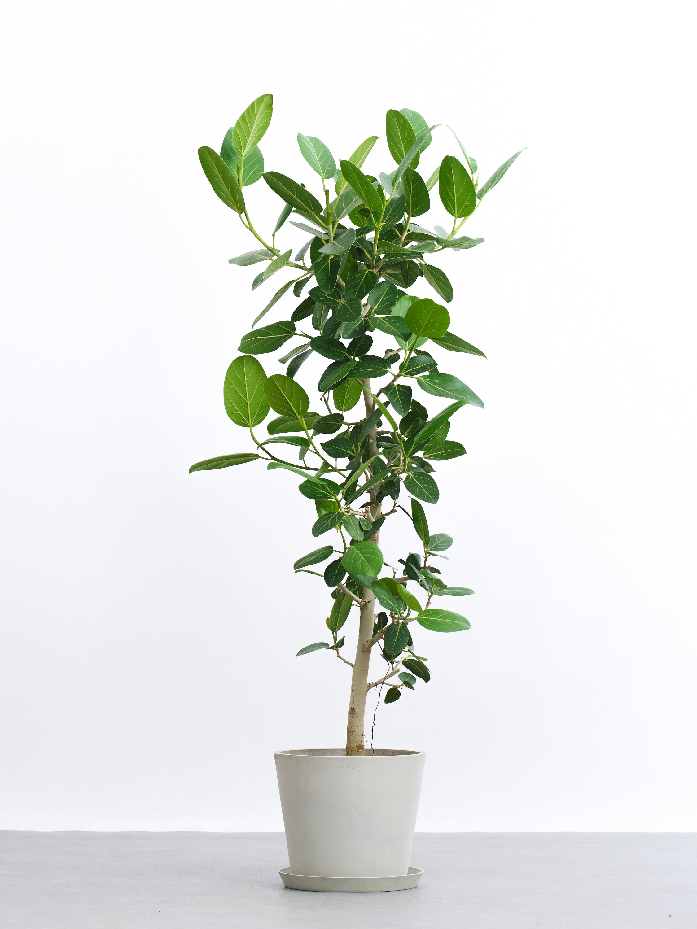 フィカス・ベンガレンシス L | 観葉植物の通販 AND PLANTS