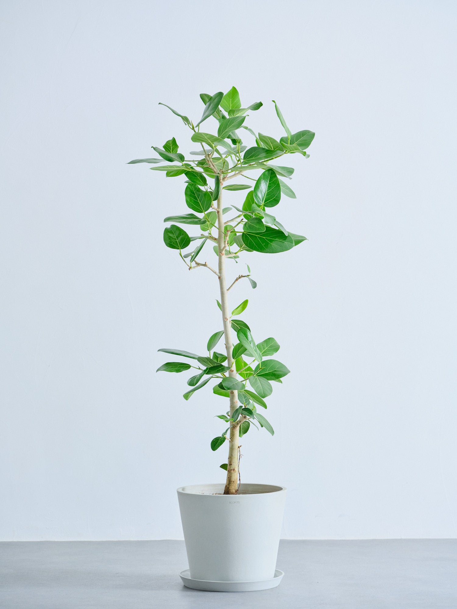 フィカス・ベンガレンシス L | 観葉植物の通販 AND PLANTS (アンド