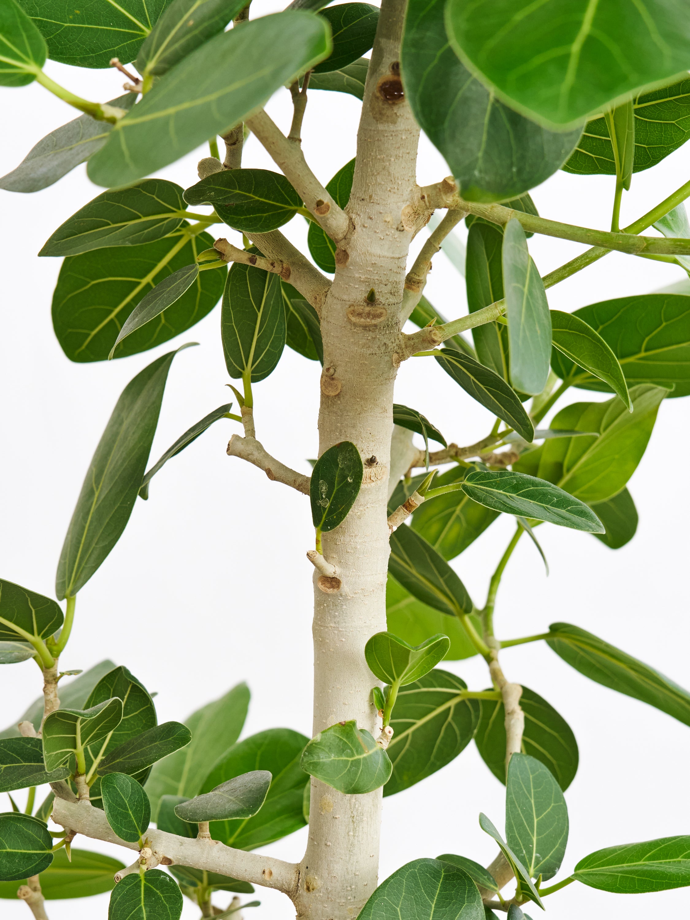 観葉植物 フィカス ベンガレンシス フィカス ベンガレンシス | 観葉植物の通販ならHitoHana