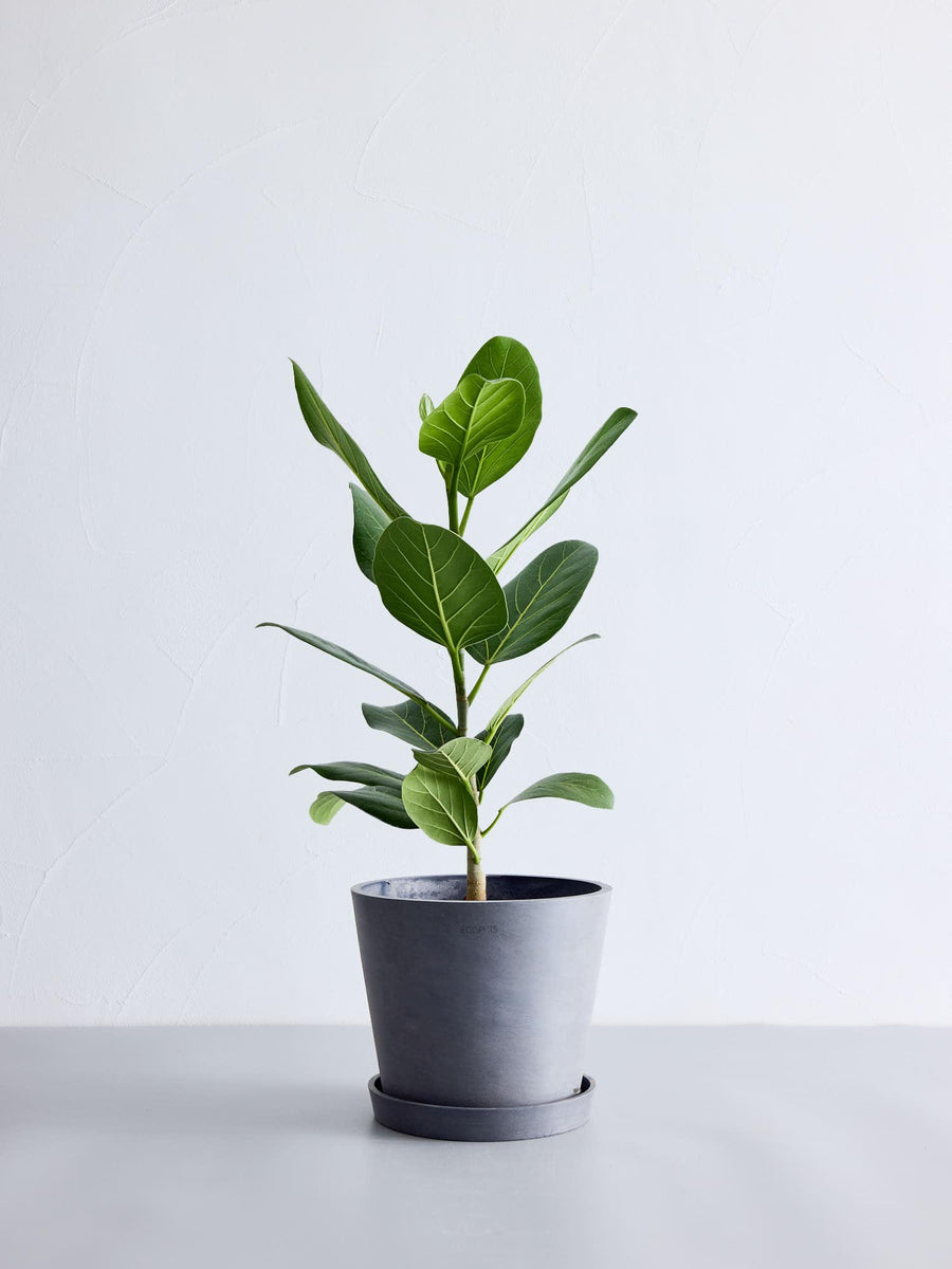 フィカス 6号 | 観葉植物の通販 AND PLANTS (アンドプランツ)