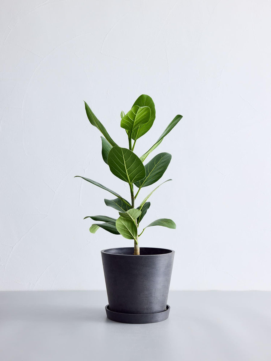 フィカス・ベンガレンシス 6号 | 観葉植物の通販 AND PLANTS (アンド