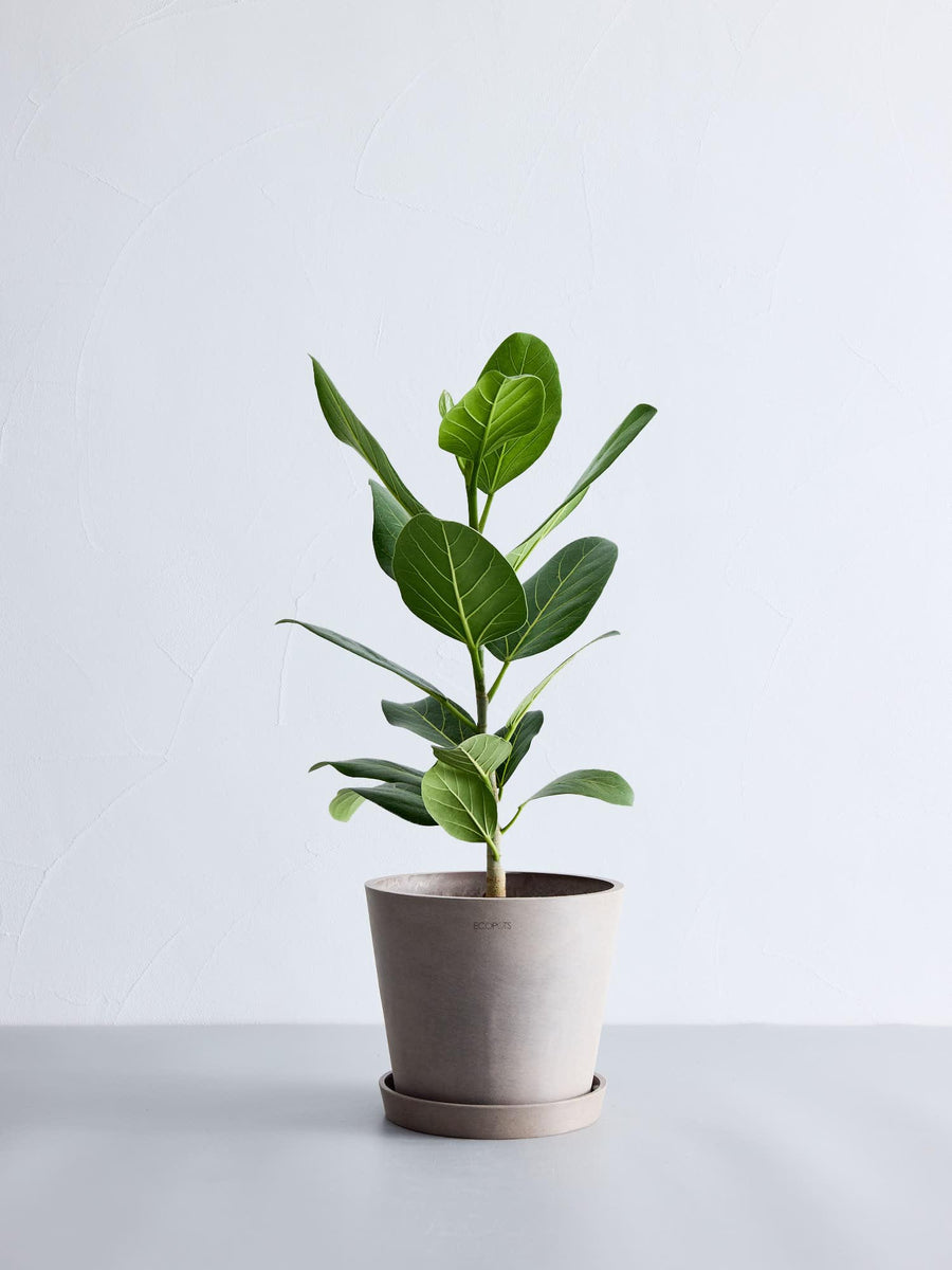 フィカス 6号 | 観葉植物の通販 AND PLANTS (アンドプランツ)