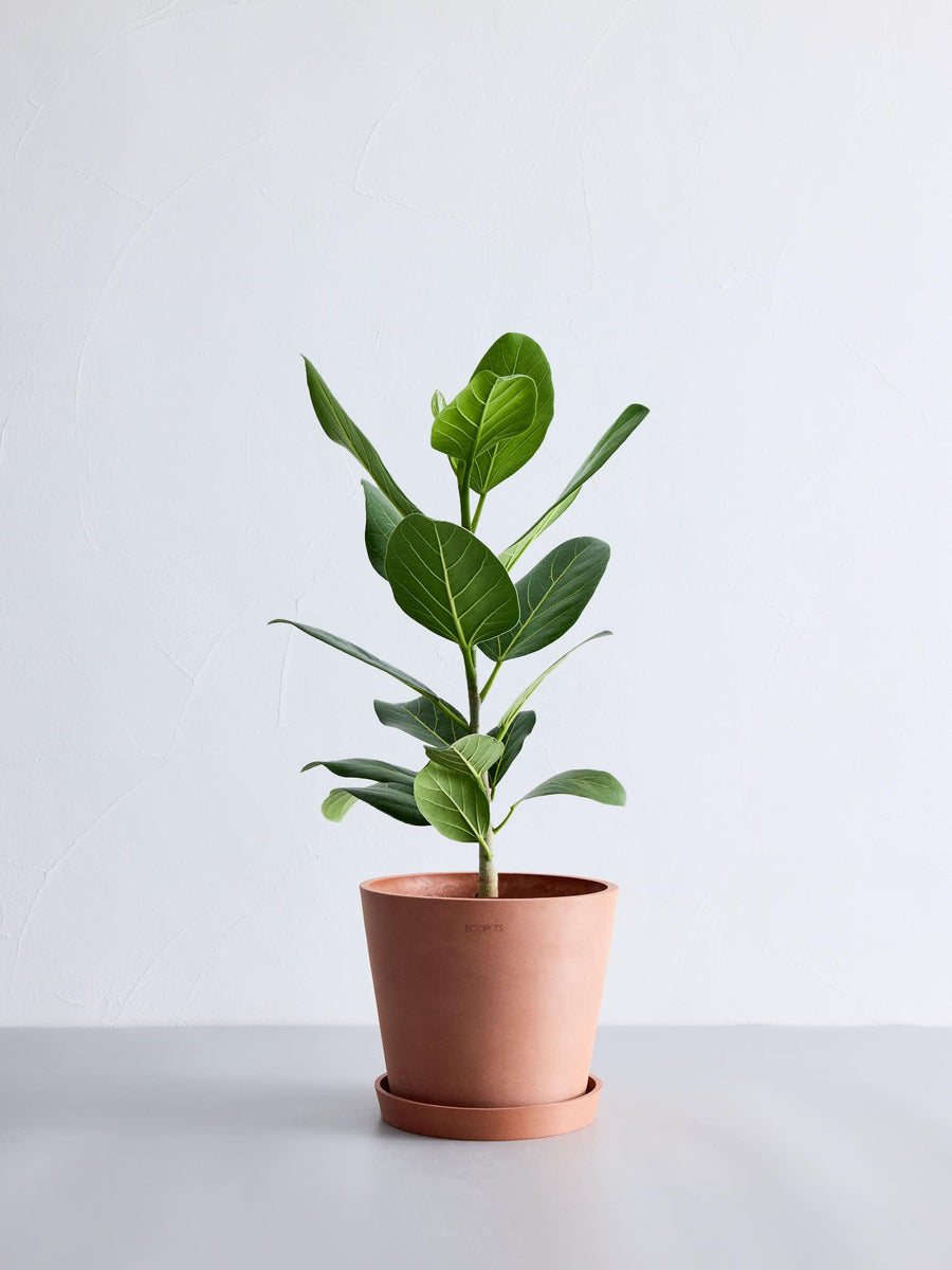 フィカス 6号 | 観葉植物の通販 AND PLANTS (アンドプランツ)