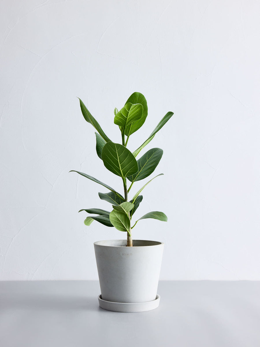 フィカス 植物 6枚の葉 フィカス 6号 | 観葉植物の通販 AND PLANTS (アンドプランツ)