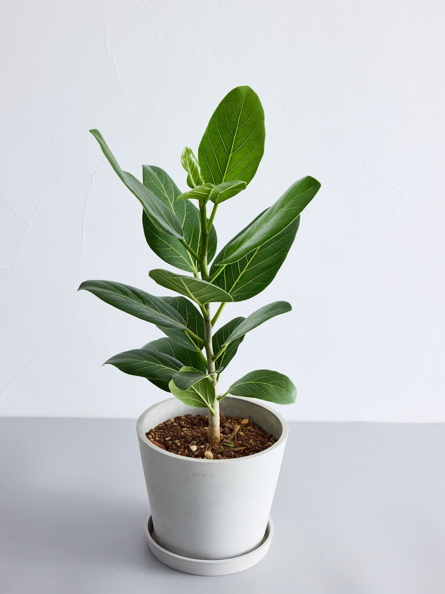 フィカス・ベンガレンシス S | 観葉植物の通販 AND PLANTS (アンド
