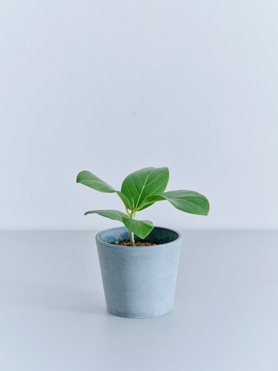 フィカス　ベンガレンシス　27 フィカス・ベンガレンシス 4号 | 観葉植物の通販 AND PLANTS (アンド