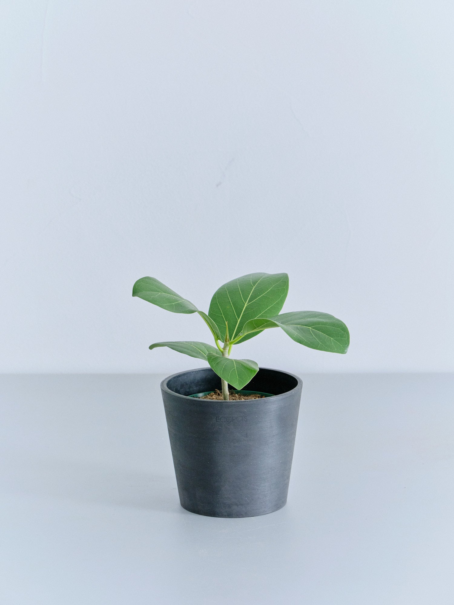 フィカス・ベンガレンシス Table-M | 観葉植物の通販 AND PLANTS