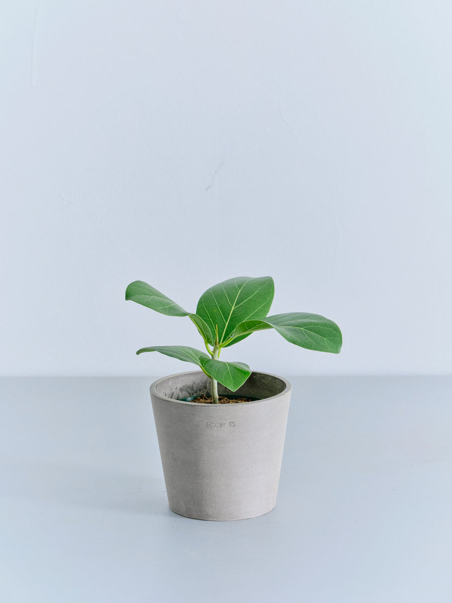 フィカス・ベンガレンシス 4号 | 観葉植物の通販 AND PLANTS (アンド