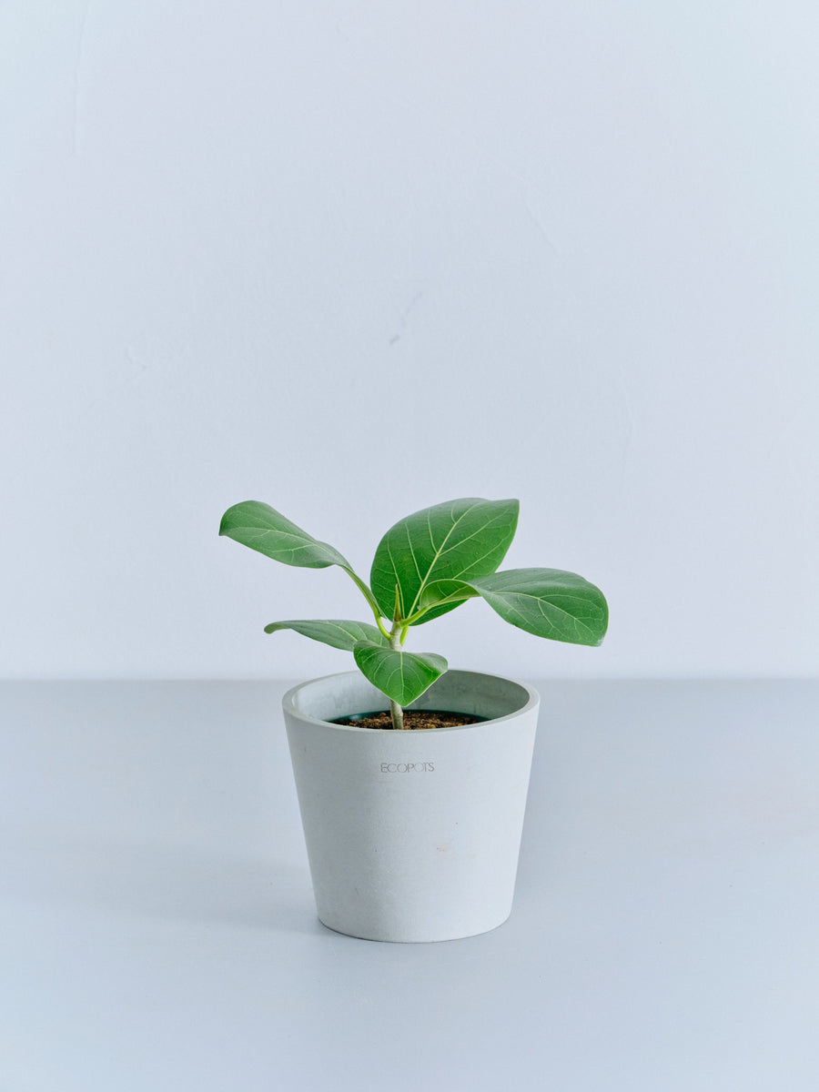 フィカス・ベンガレンシス 4号 | 観葉植物の通販 AND PLANTS (アンド