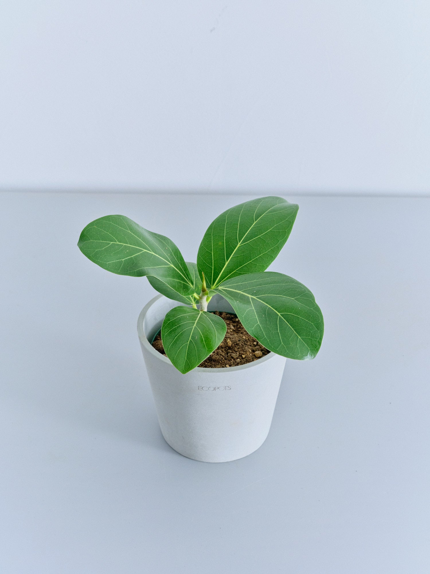 フィカス・ベンガレンシス Table-M | 観葉植物の通販 AND PLANTS