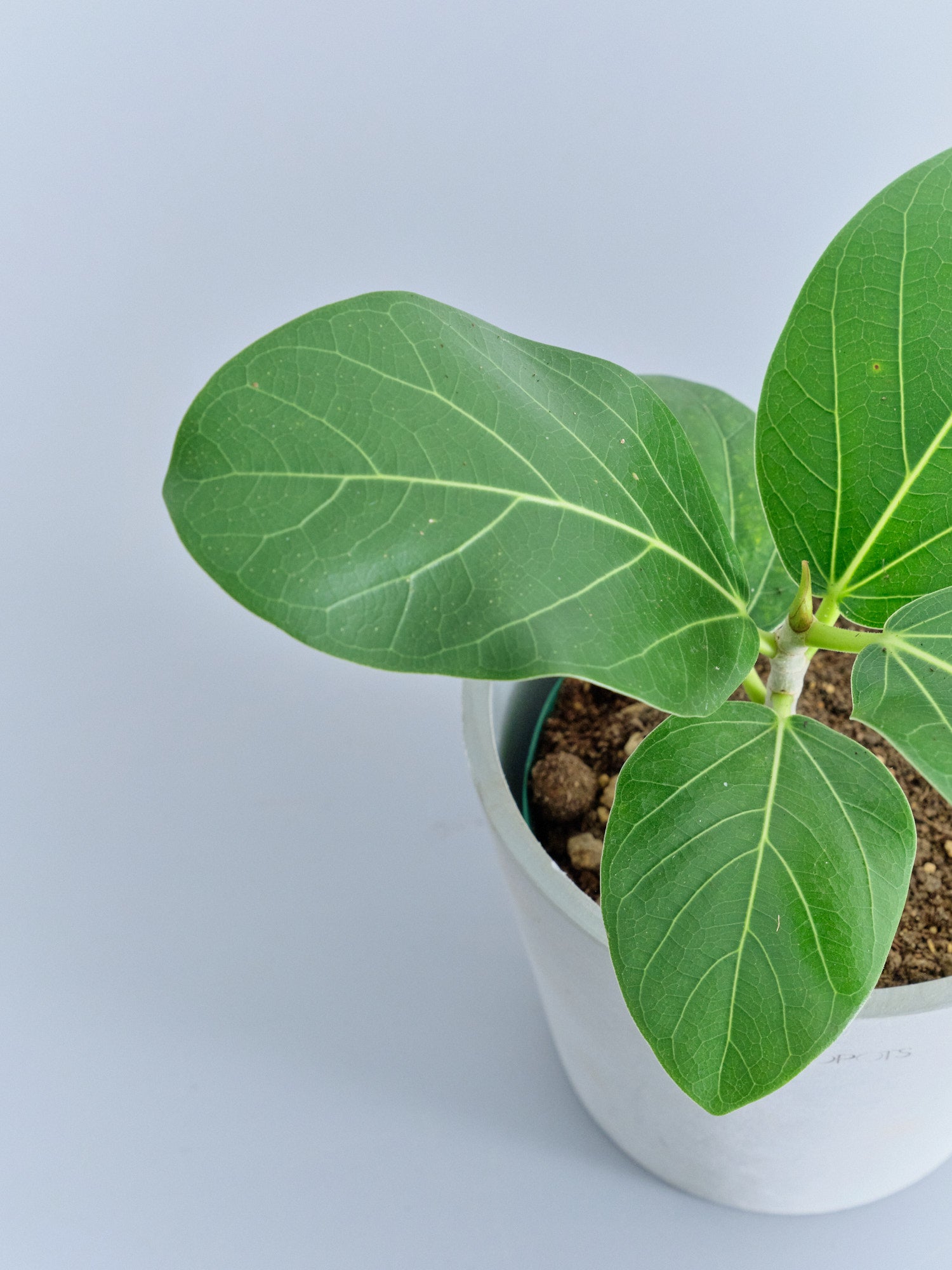 フィカス・ベンガレンシス Table-M | 観葉植物の通販 AND PLANTS