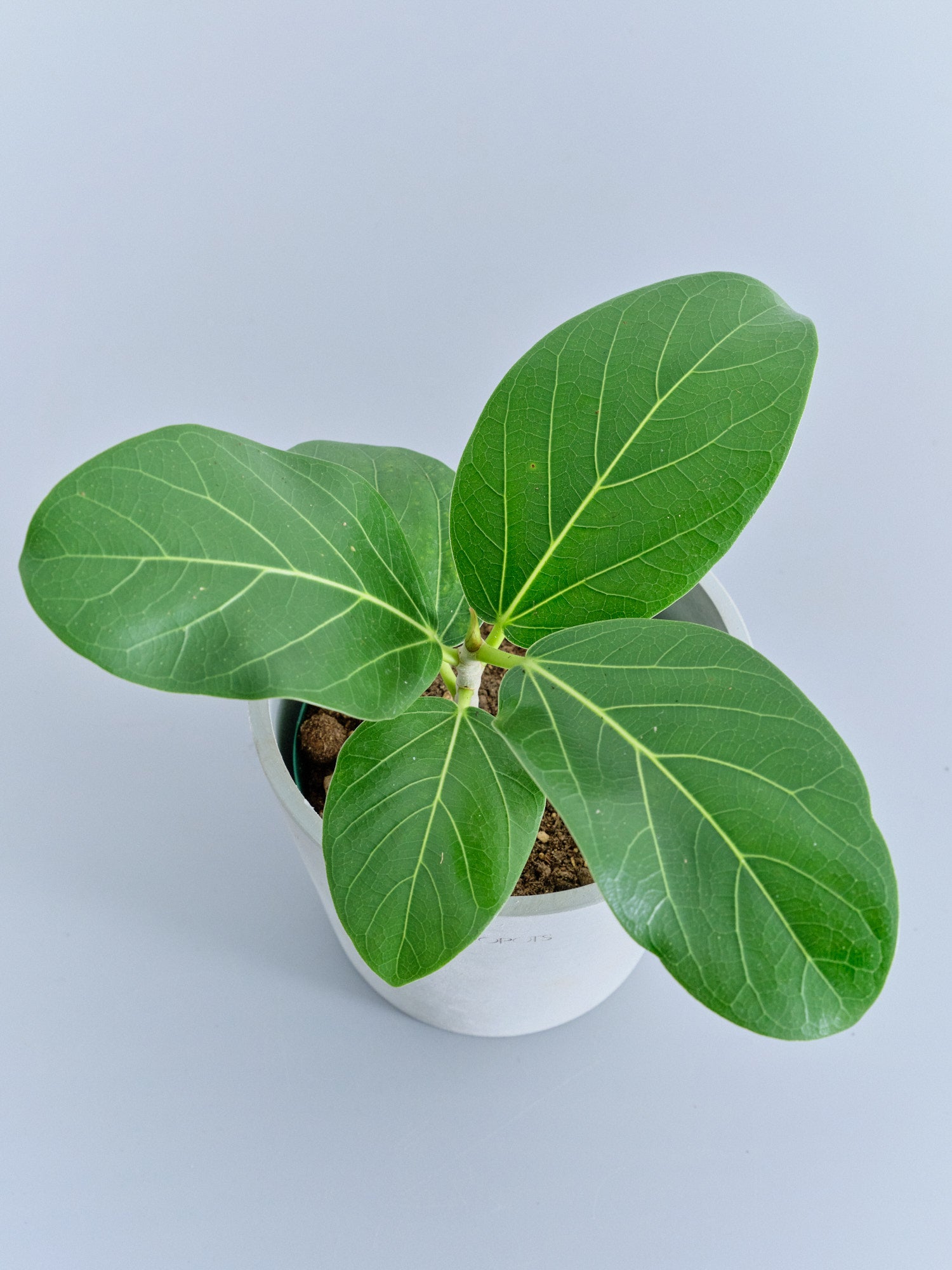 観葉植物　フィカス　ベンガレンシス Ficus Audrey (Ficus benghalensis) フィカス ベンガレンシス I
