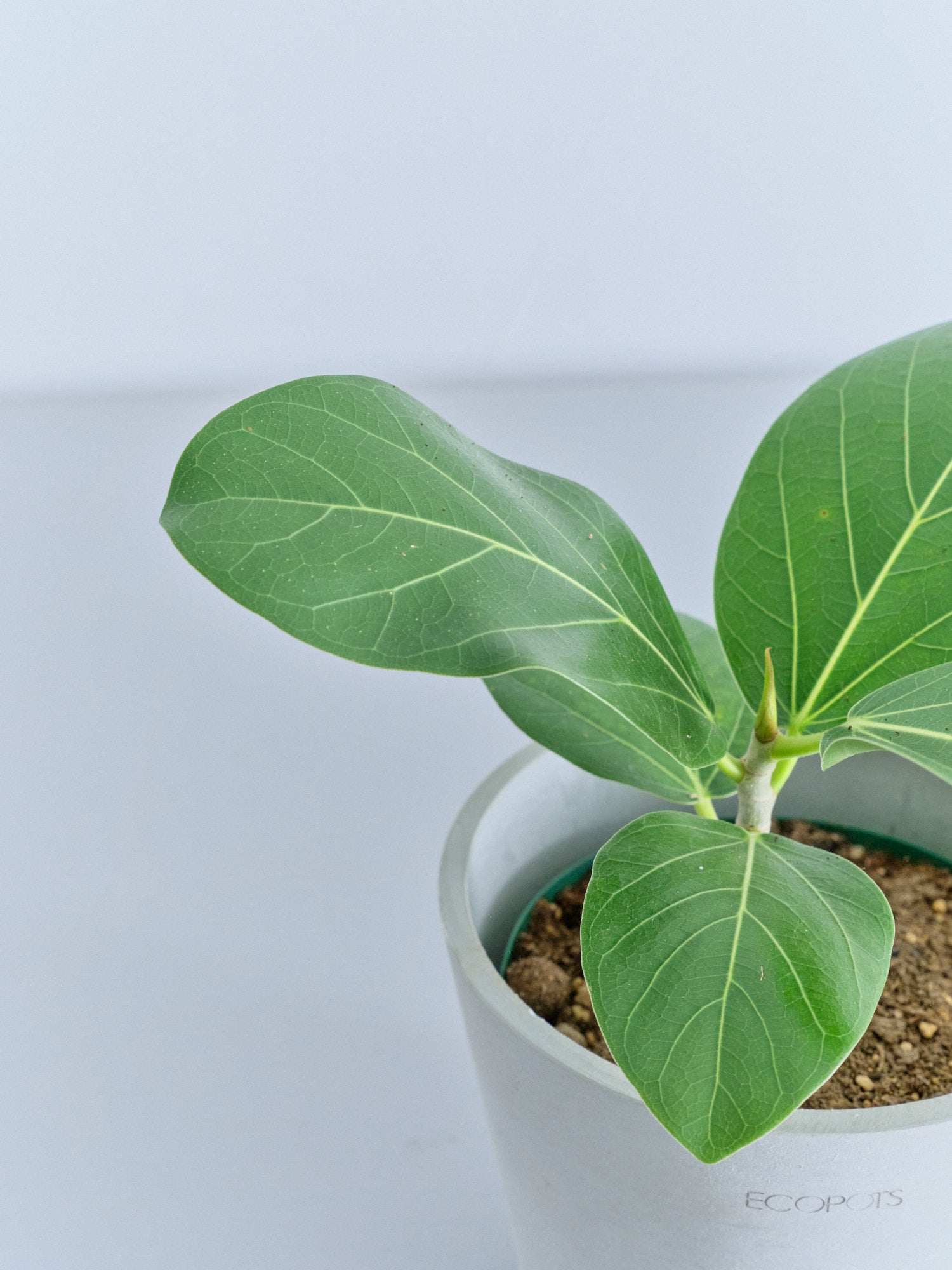 フィカス　ベンガレンシス　観葉植物 楽天市場 | 岡部グリーン有限会社 - 観葉植物の王様｜フィカス