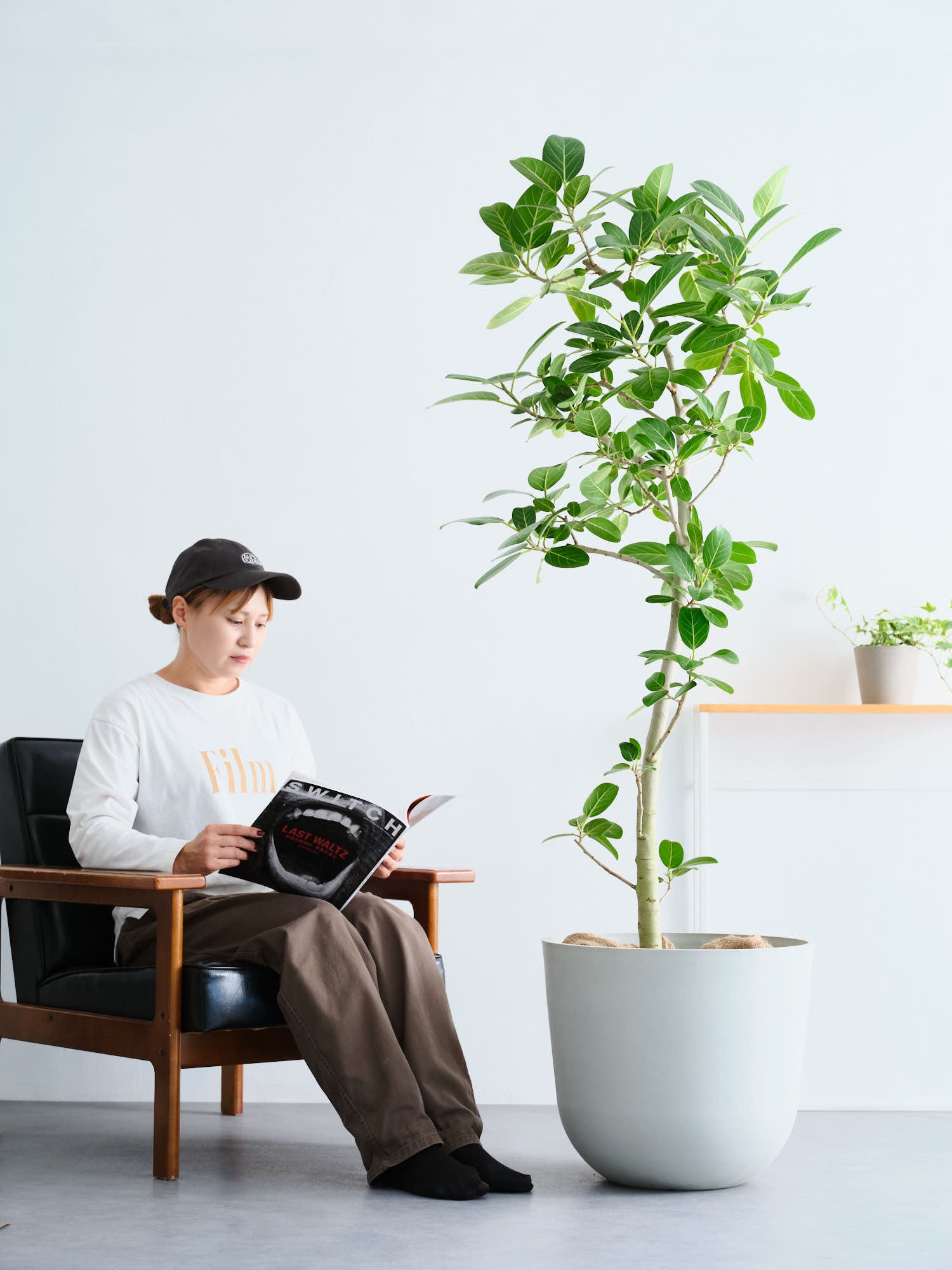 フィカス・ベンガレンシス XL 【全国発送可能】 | 観葉植物の