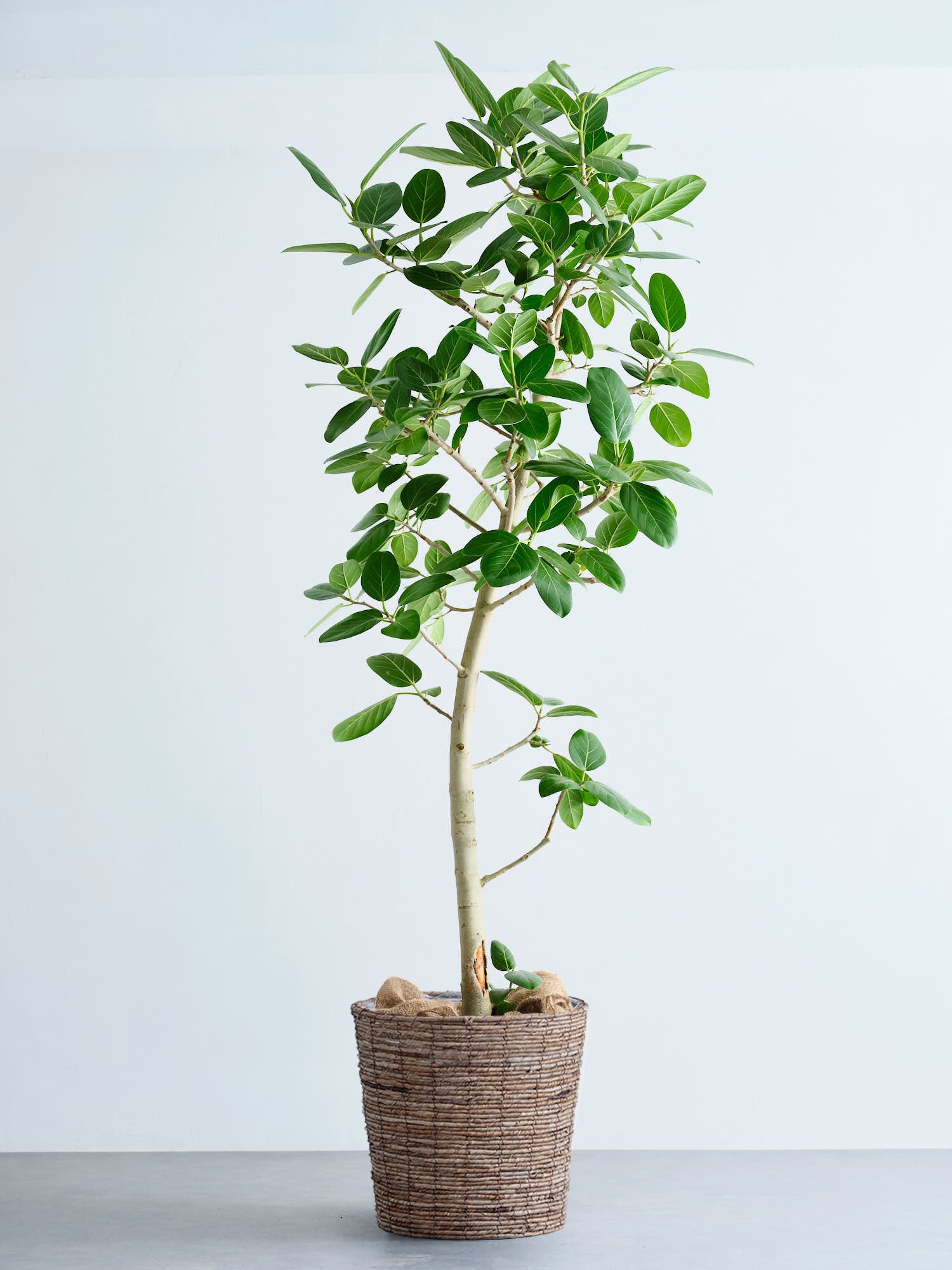 フィカス・ベンガレンシス XL 【首都圏限定】(バナナリーフバスケット ブラウン)