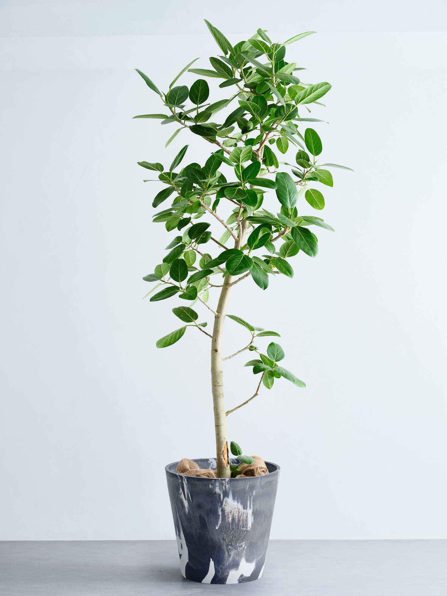 フィカス・ベンガレンシス XL 【首都圏限定】(樹脂ポット ブラックマーブル)