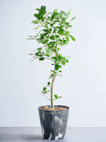 フィカス・ベンガレンシス XL 【全国発送可能】(樹脂ポット ブラックマーブル)