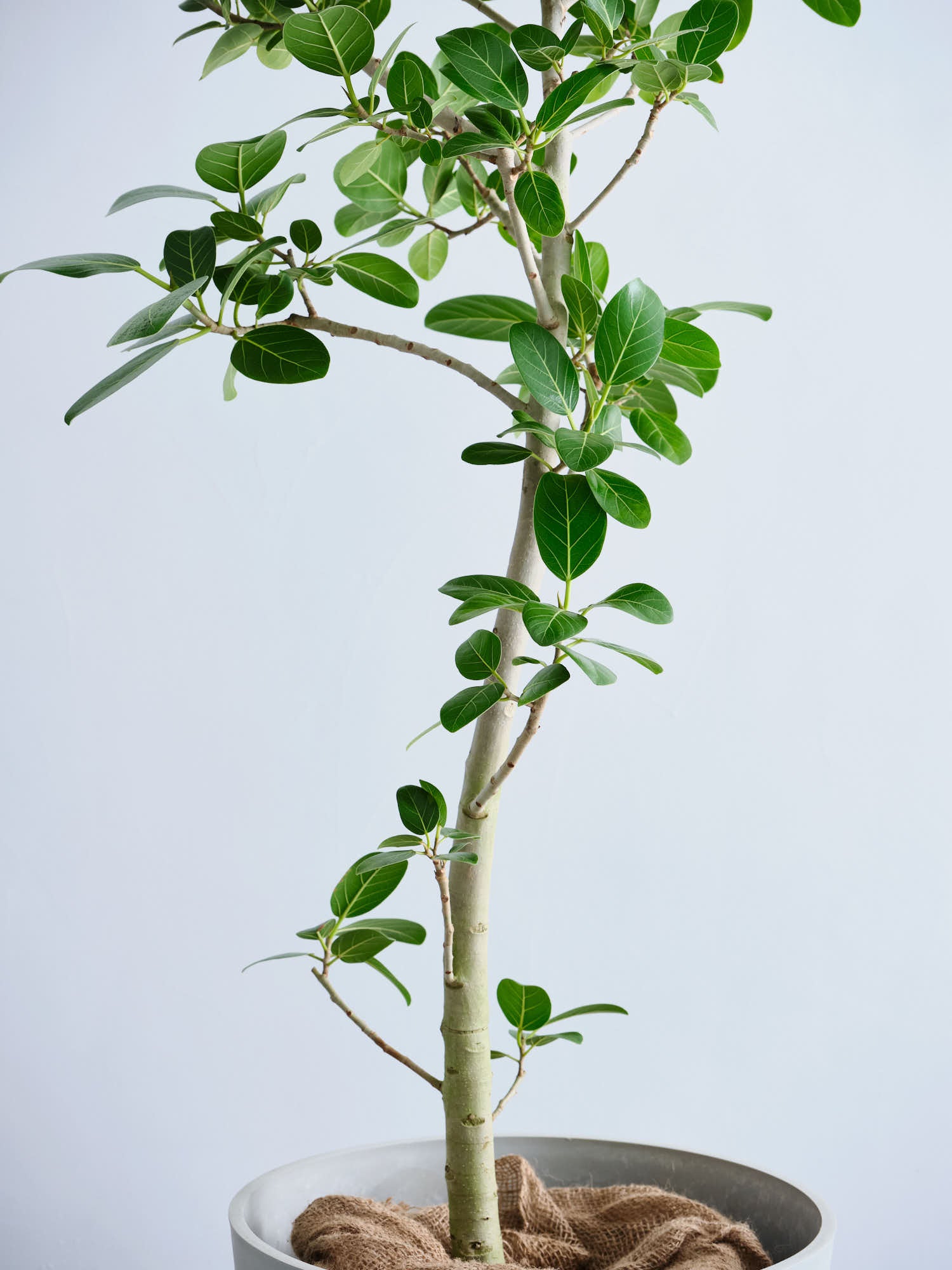 観葉植物 フィカス ベンガレンシス 6号 曲り プラスチック鉢
