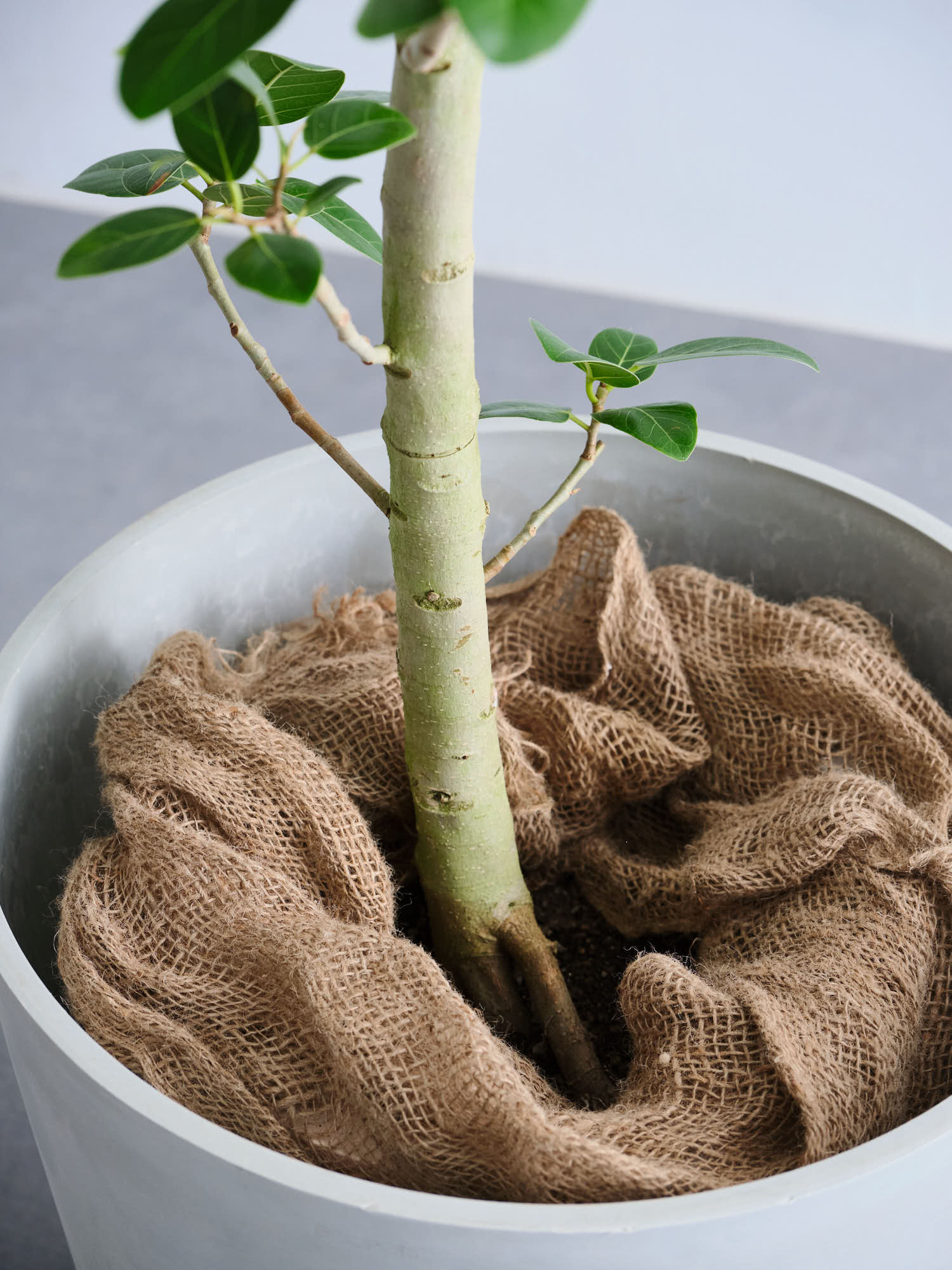 フィカス・ベンガレンシス XL 【全国発送可能】 | 観葉植物の