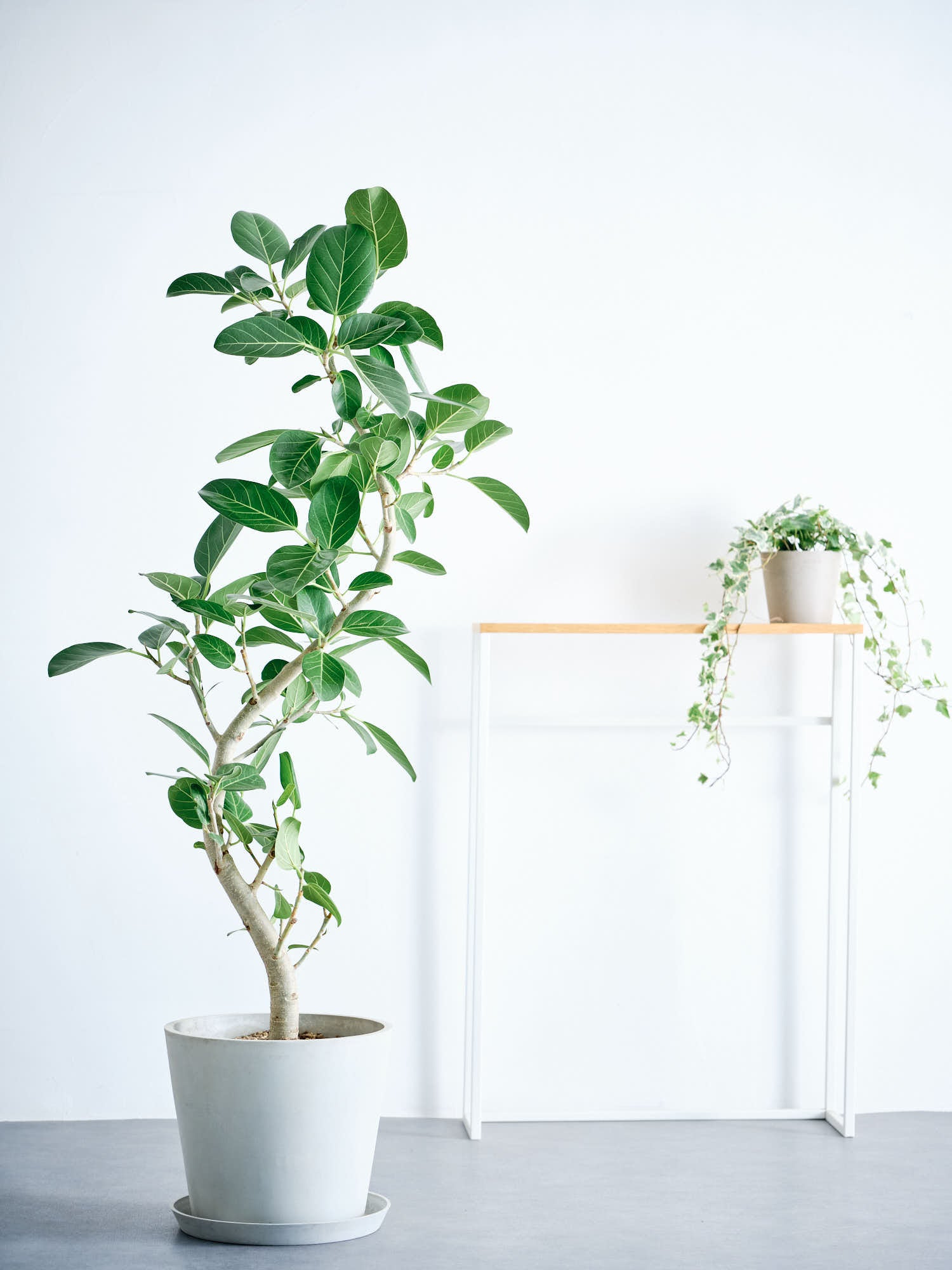 フィカス・ベンガレンシス まがり L | 観葉植物の通販 AND PLANTS