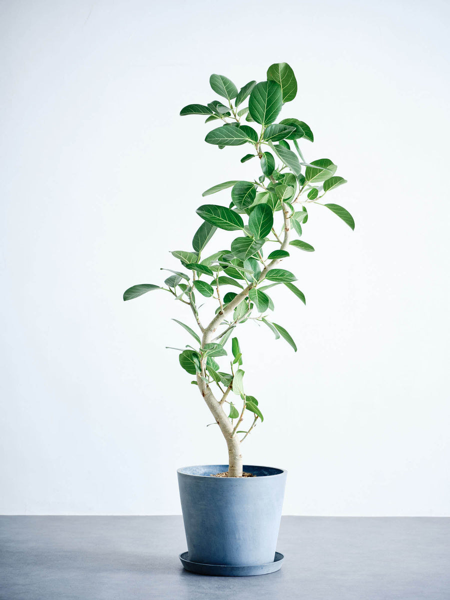 【Jonald⚠東京都】濃緑色の葉色が美しい♪フィカス ロブスター10号鉢 フィカス 10号 | 観葉植物の通販 AND PLANTS (アンドプランツ)