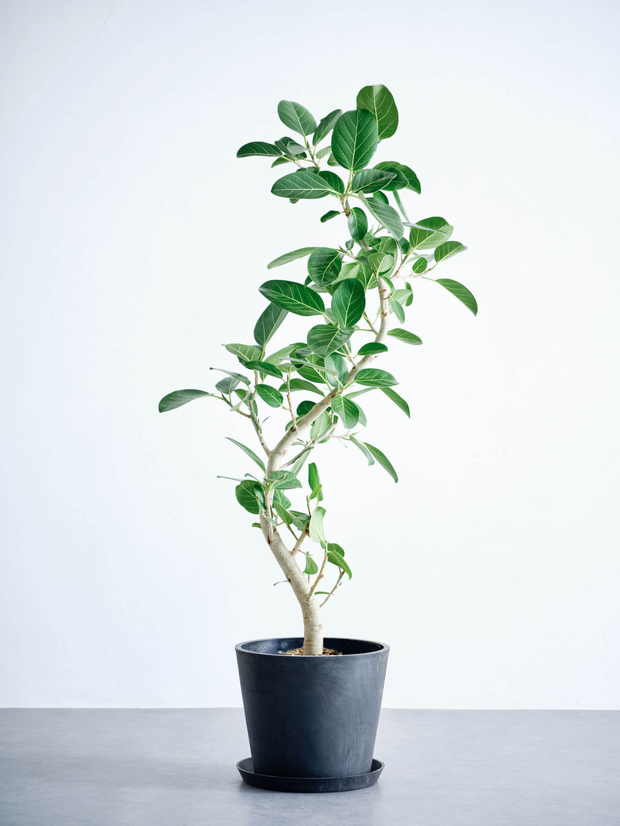フィカス・ベンガレンシス まがり | 観葉植物の通販 AND PLANTS
