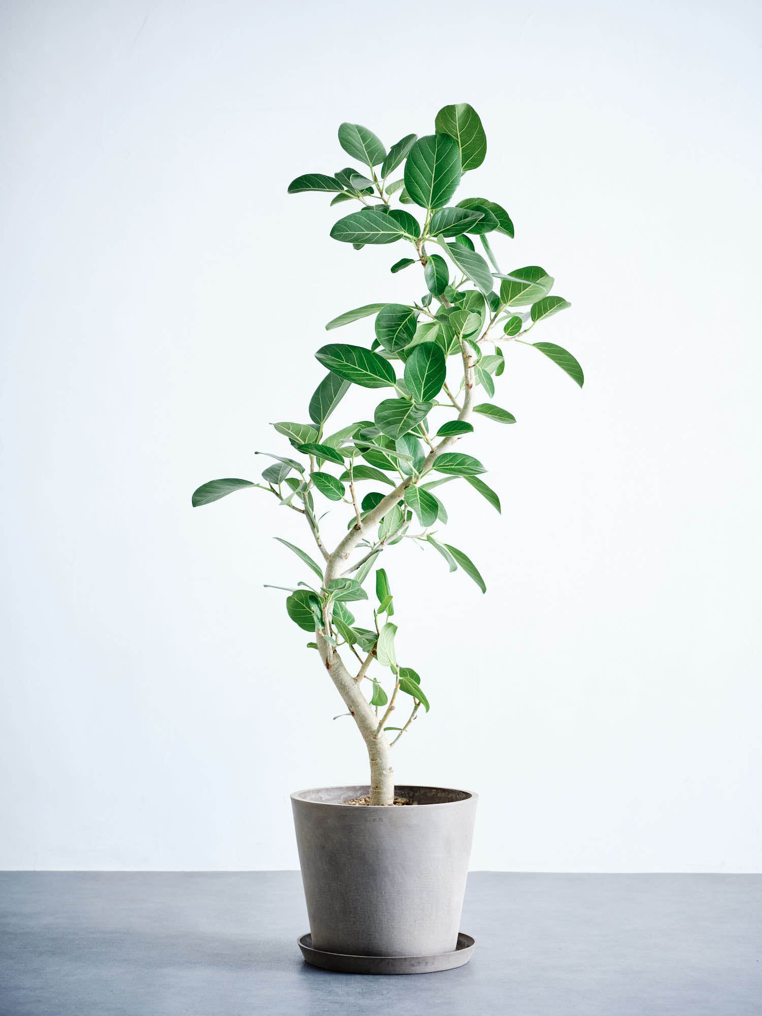 フィカス　ベンガレンシス　ピッツァレラ フィカス ベンガレンシス ピッツァレラ フィカス ベンガレンシス