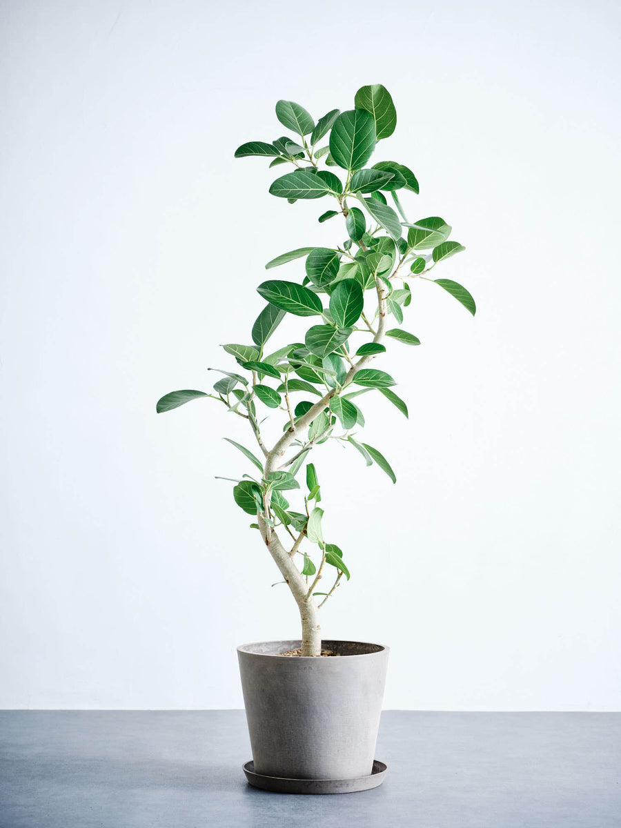 フィカス・ベンガレンシス 10号 | 観葉植物の通販 AND PLANTS (アンド