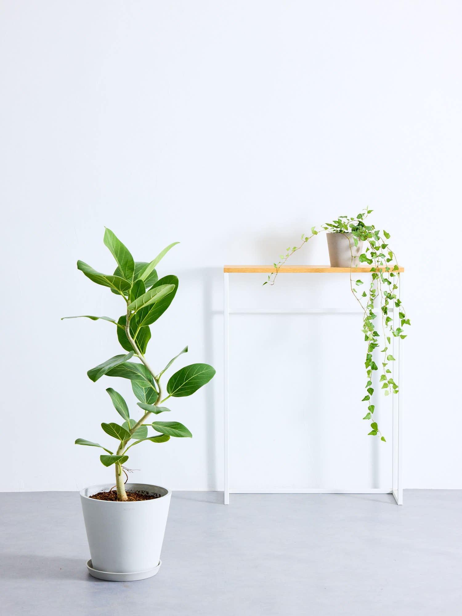 フィカス・ベンガレンシス まがり M | 観葉植物の通販 AND PLANTS
