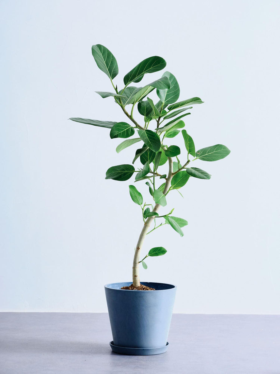 フィカス・ベンガレンシス 8号 | 観葉植物の通販 AND PLANTS (アンド