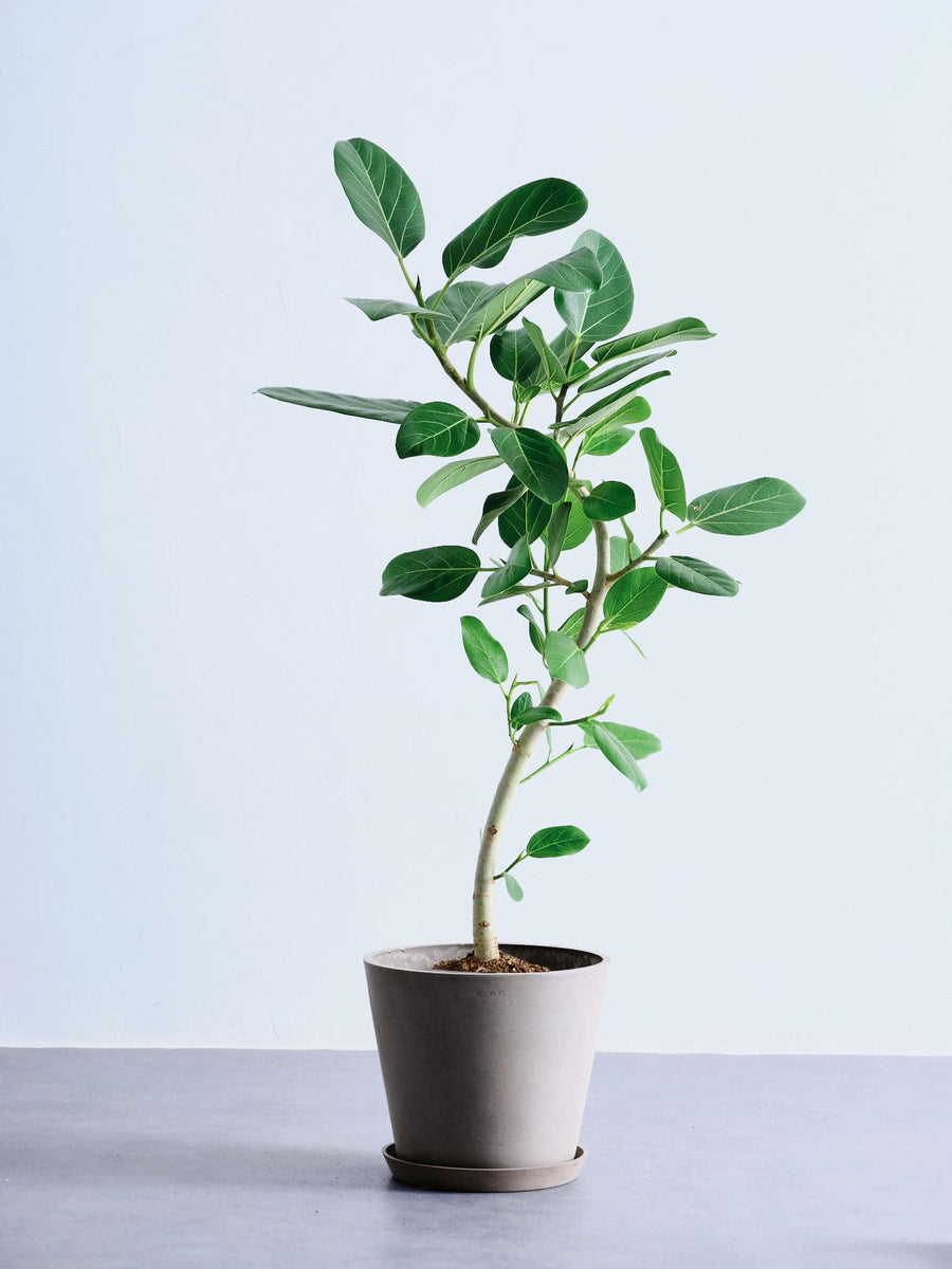 フィカス・ベンガレンシス 8号 | 観葉植物の通販 AND PLANTS (アンド