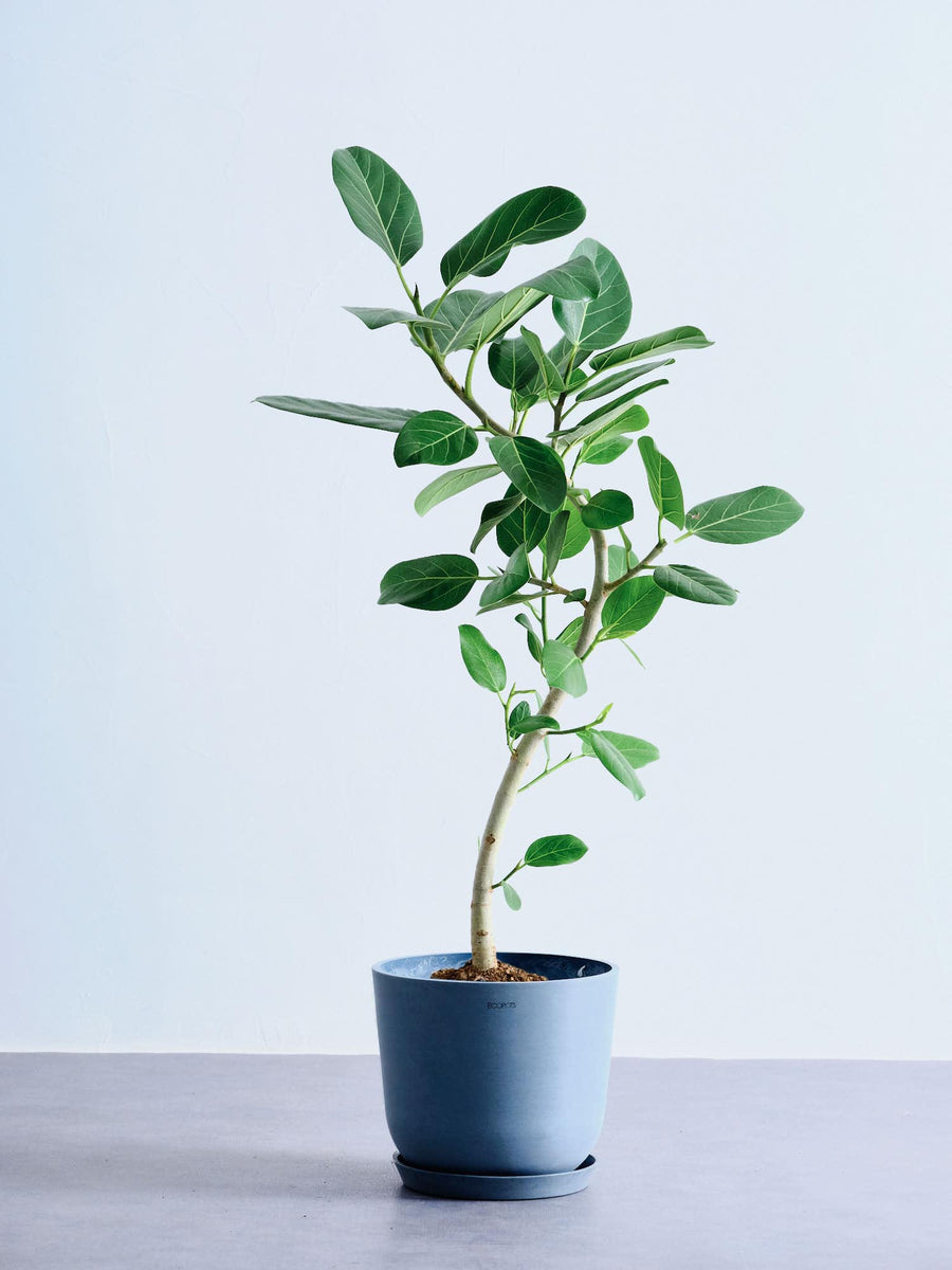 フィカス・ベンガレンシス 8号 | 観葉植物の通販 AND PLANTS (アンド