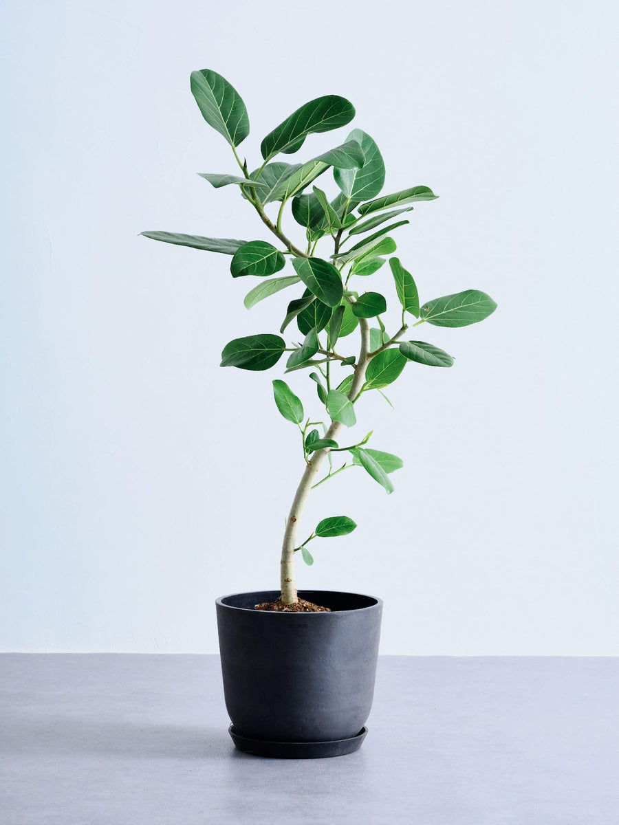 フィカス 8号 | 観葉植物の通販 AND PLANTS (アンドプランツ)