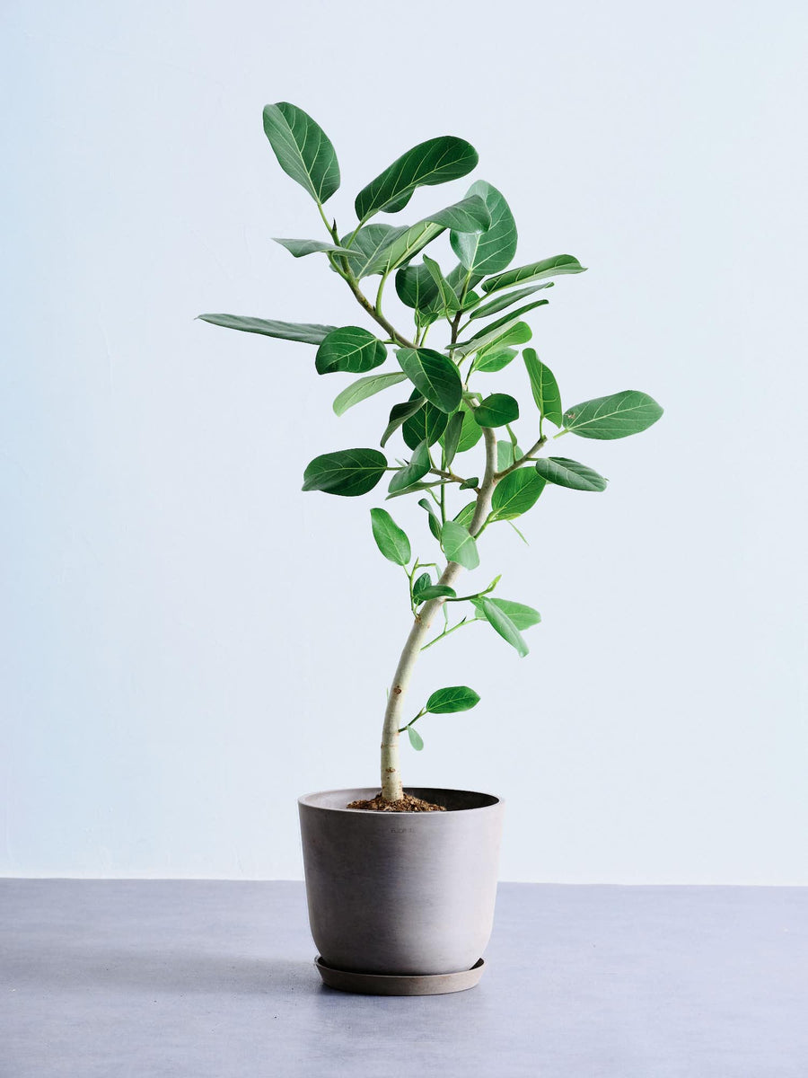 フィカス 8号 | 観葉植物の通販 AND PLANTS (アンドプランツ)