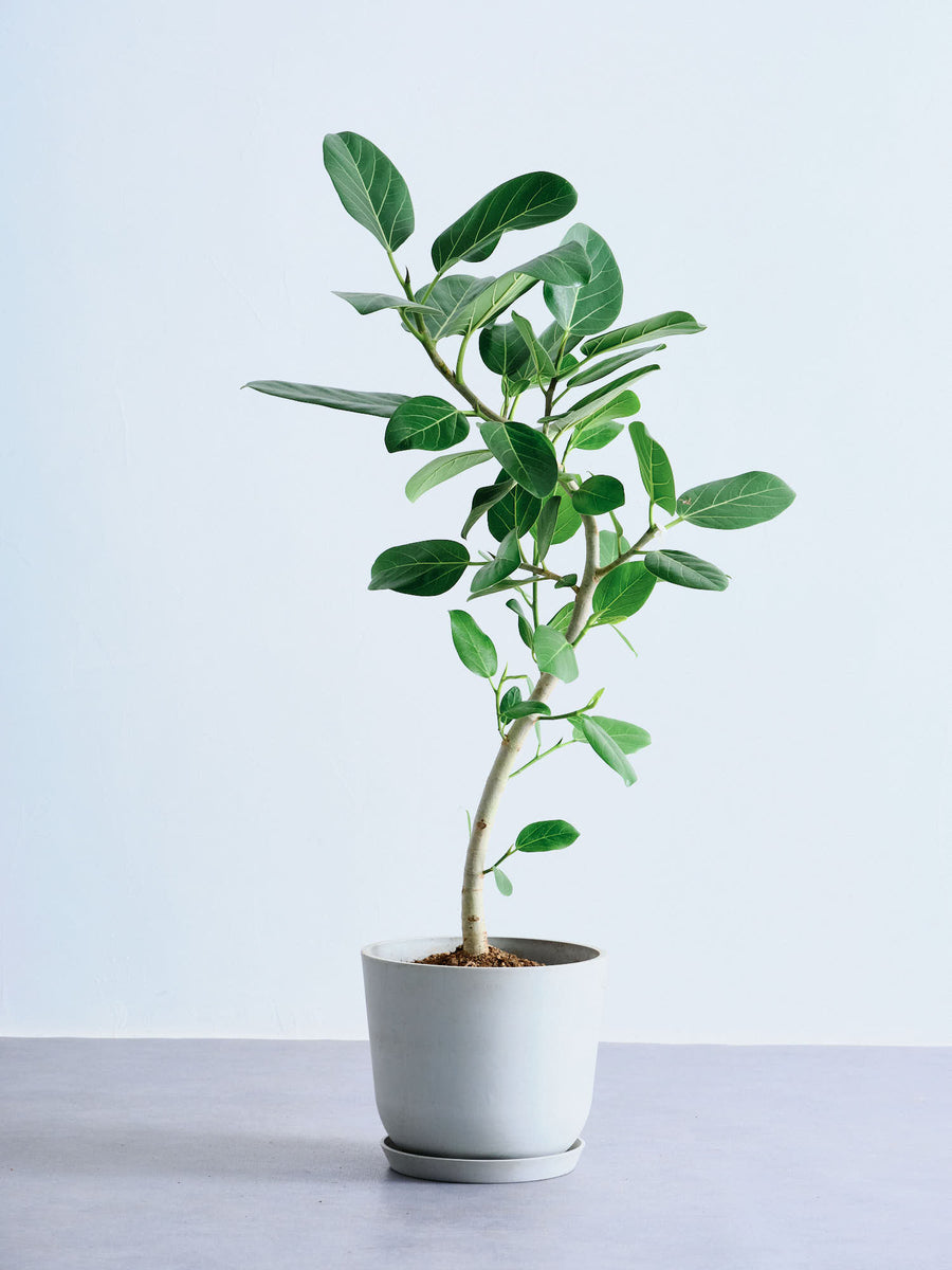 フィカス・ベンガレンシス 8号 | 観葉植物の通販 AND PLANTS (アンド
