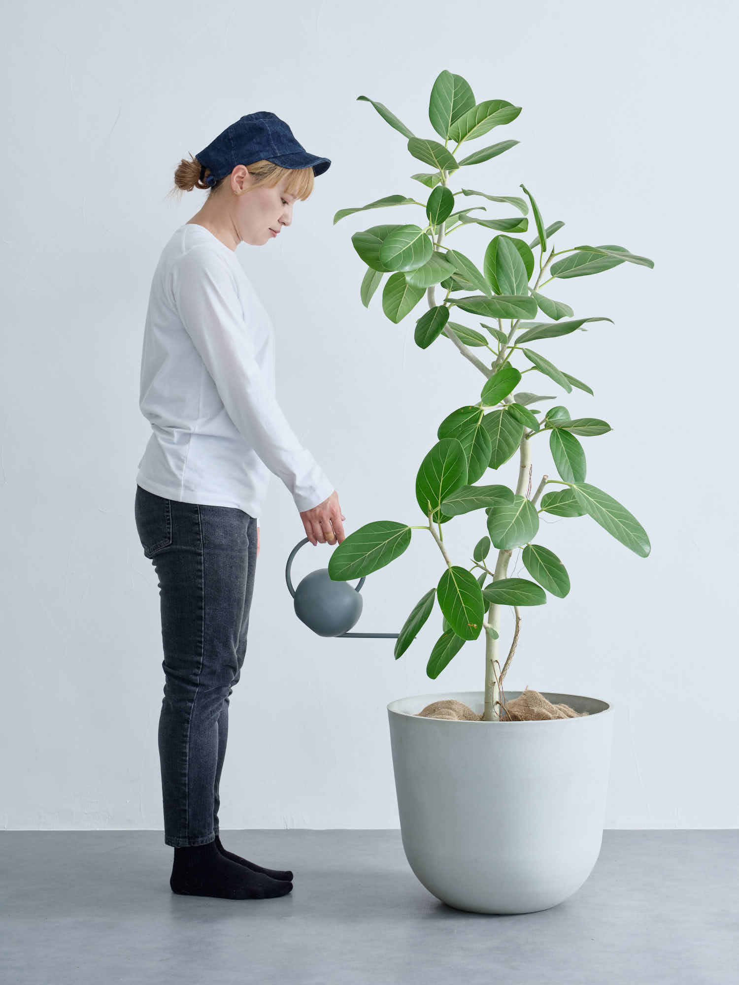 フィカス・ベンガレンシス まがり XL #2 | 観葉植物の通販 AND PLANTS