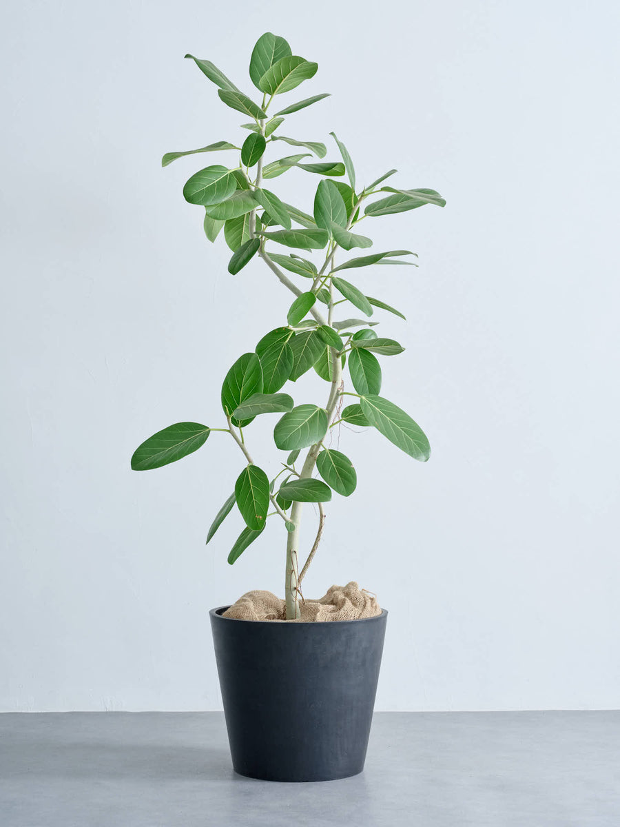 フィカス・ベンガレンシス まがり | 観葉植物の通販 AND PLANTS