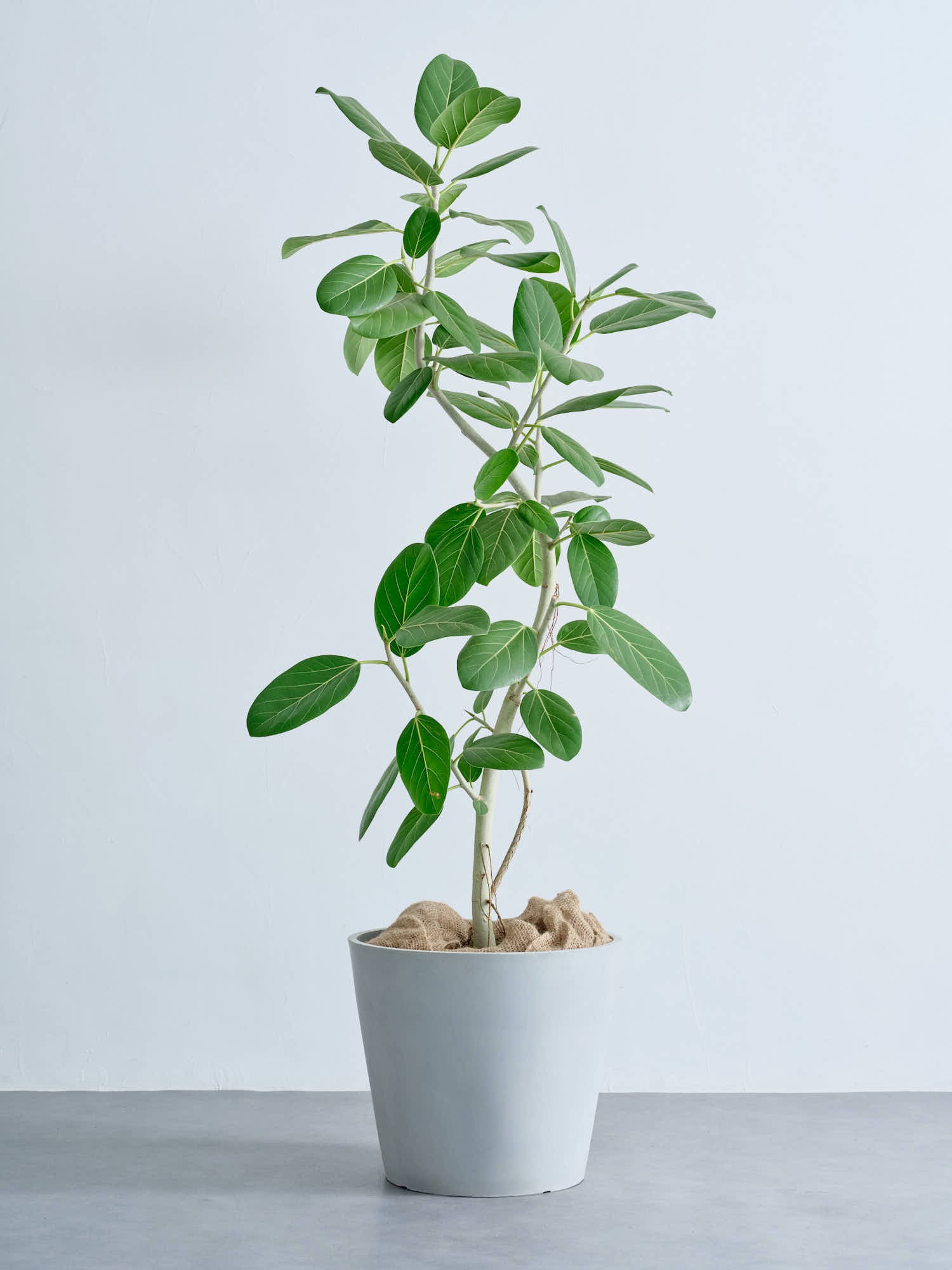 フィカス・ベンガレンシス まがり XL #2 | 観葉植物の通販 AND PLANTS