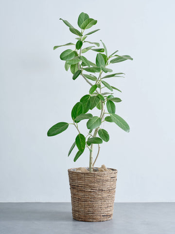 フィカス・ベンガレンシス まがり XL #2   (バナナリーフバスケット ブラウン)