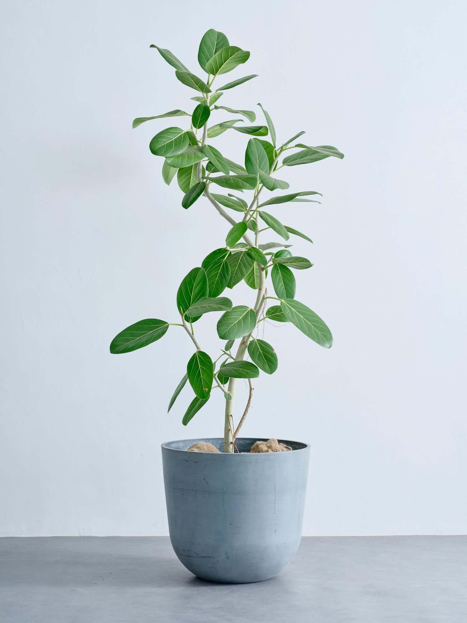 フィカス・ベンガレンシス まがり XL #2 | 観葉植物の通販 AND PLANTS