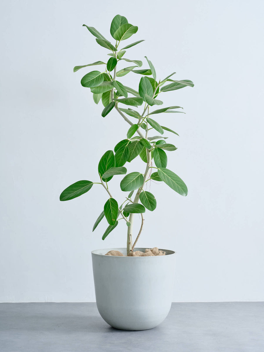 フィカス・ベンガレンシス | 観葉植物の通販 AND PLANTS (アンドプランツ)