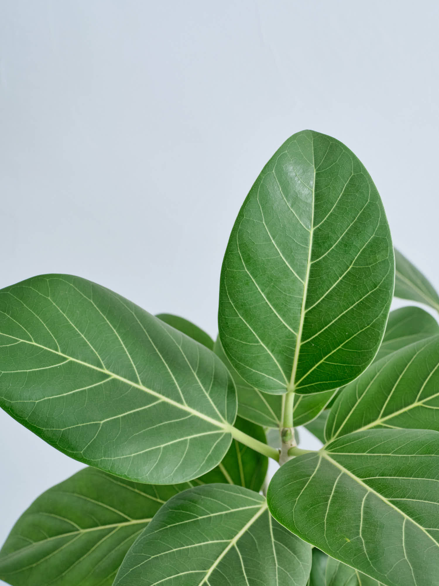 フィカス・ベンガレンシス まがり XL #2 | 観葉植物の通販 AND