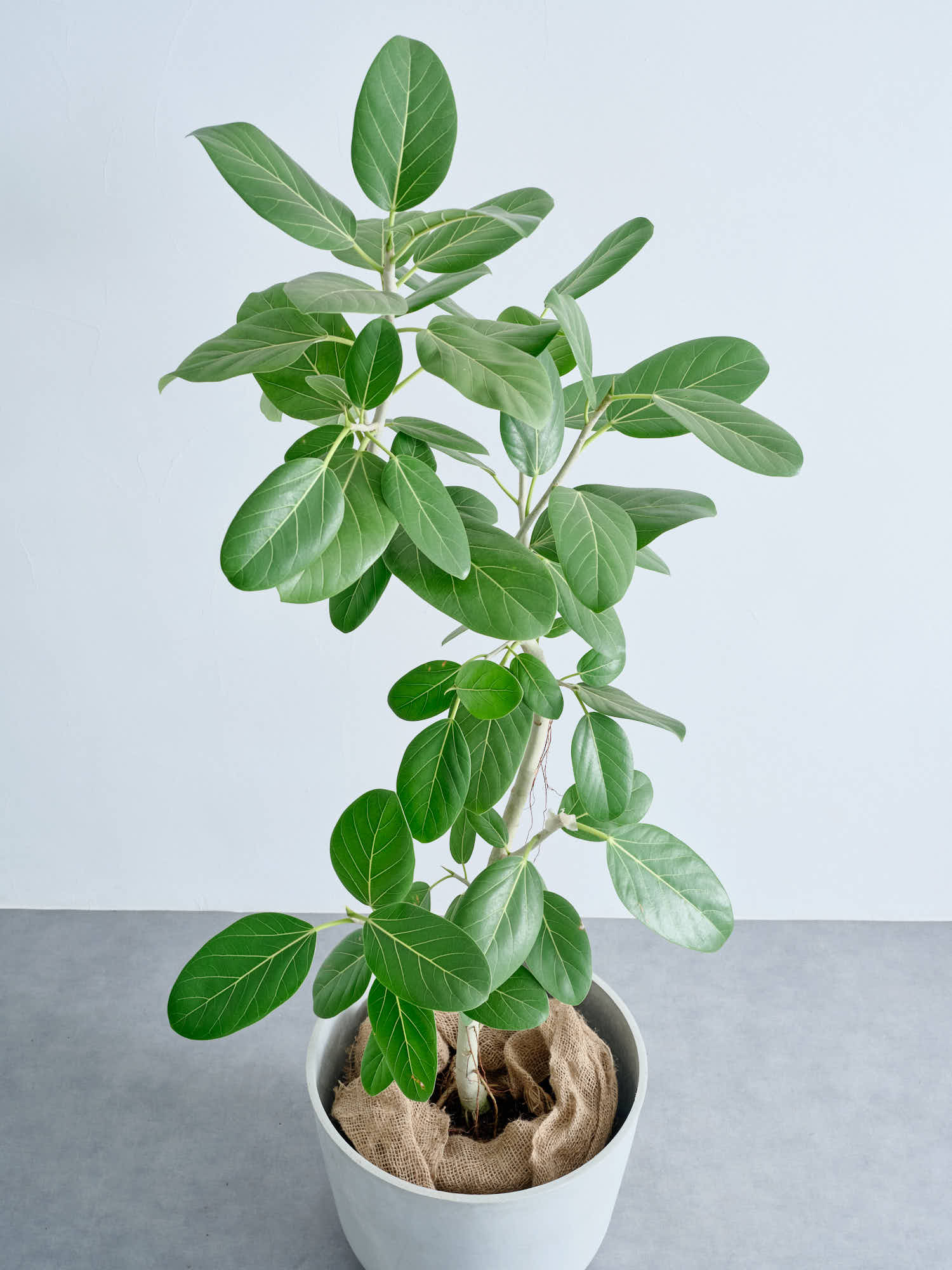 フィカス・ベンガレンシス まがり XL #2 | 観葉植物の通販 AND PLANTS