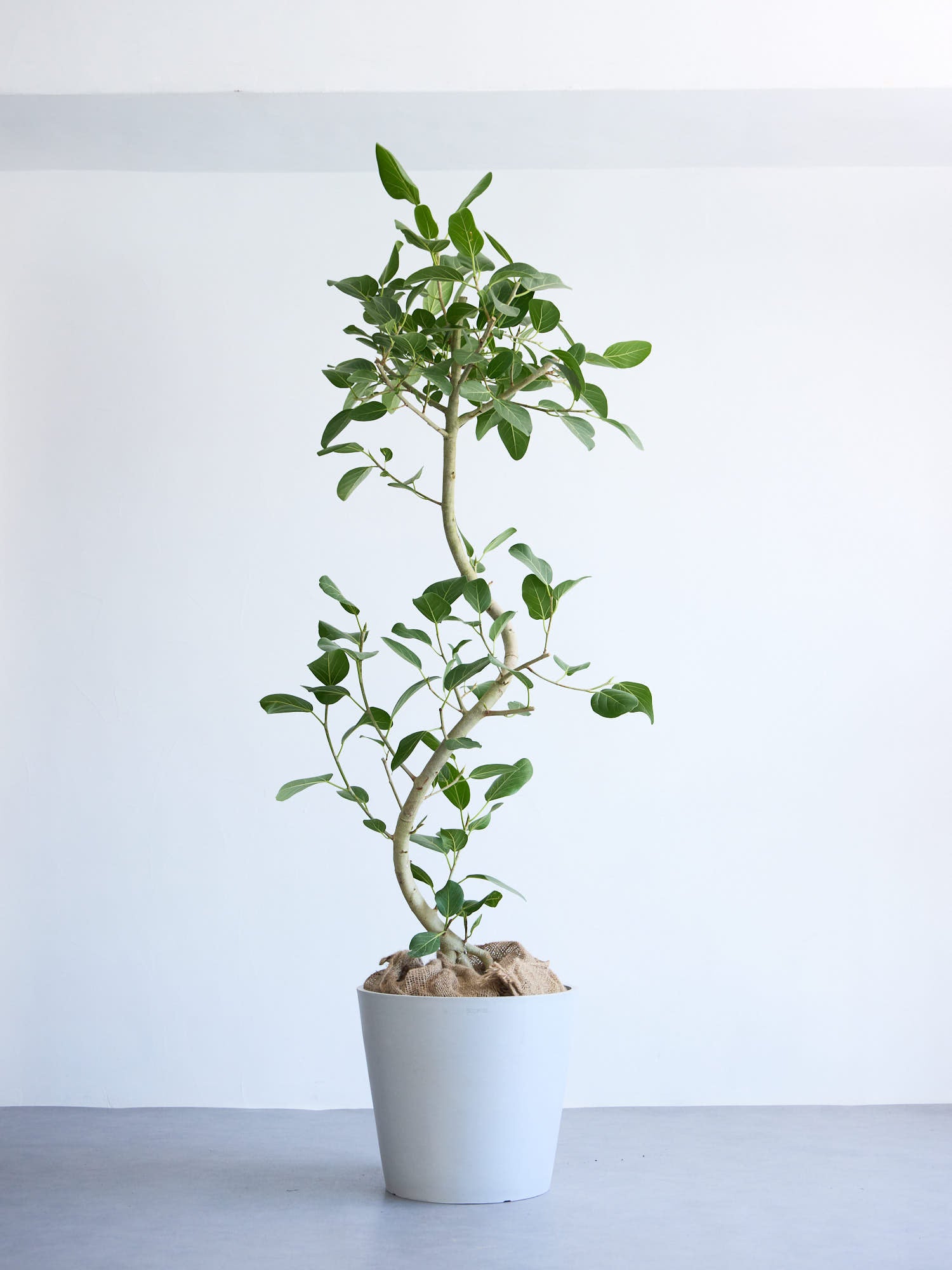 フィカス・ベンガレンシス まがり XL 【首都圏限定】 | 観葉植物の通販