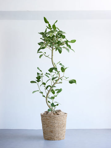 フィカス・ベンガレンシス まがり XL 【首都圏限定】(バナナリーフバスケット ナチュラル)