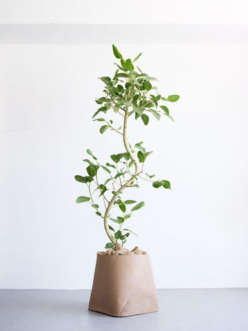 フィカス・ベンガレンシス まがり XL 【首都圏限定】(レザーカバー ベージュ)